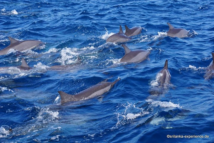 Dolphin Watching